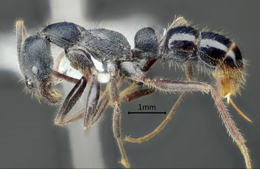 Leptogenys zhuangzii specimen