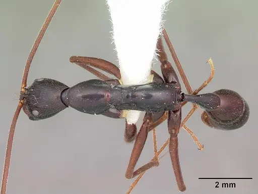 Leptogenys zohy specimen