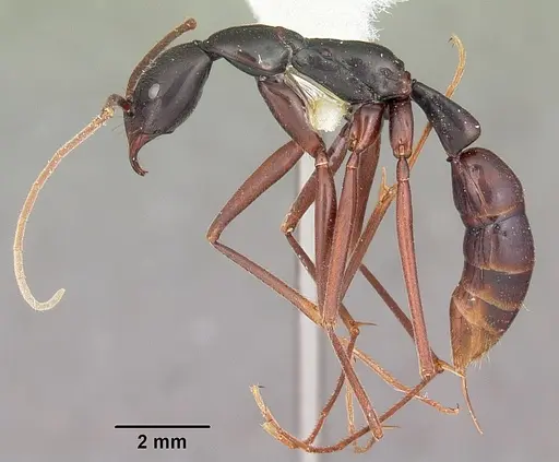 Leptogenys zohy specimen