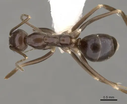 Leptomyrmex aitchisoni specimen