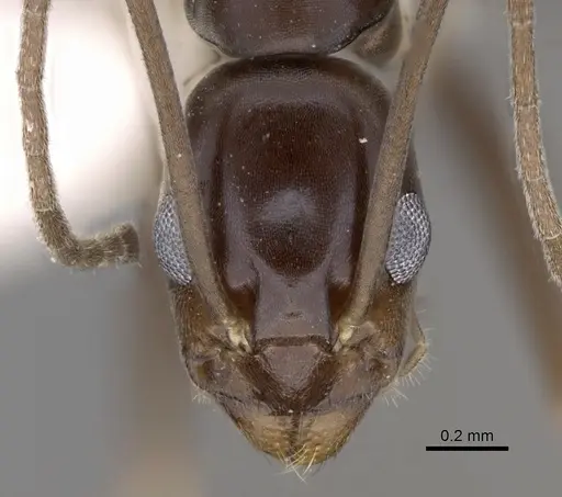 Leptomyrmex aitchisoni specimen