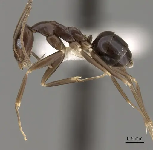 Leptomyrmex aitchisoni specimen