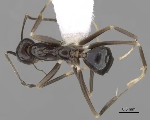 Leptomyrmex burwelli specimen