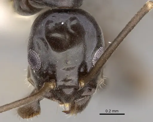 Leptomyrmex burwelli specimen