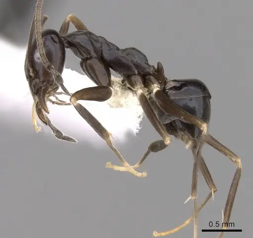 Leptomyrmex burwelli specimen