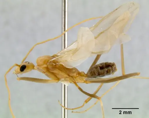 Leptomyrmex cnemidatus - CASENT0011808