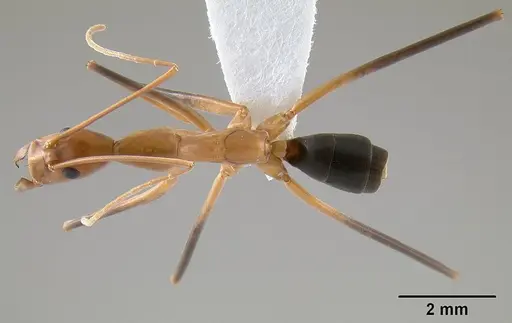 Leptomyrmex cnemidatus - CASENT0012219