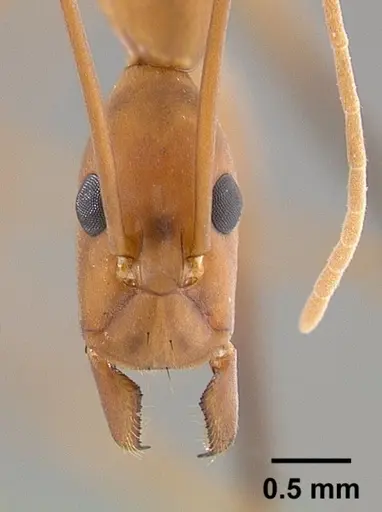 Leptomyrmex cnemidatus - CASENT0012219