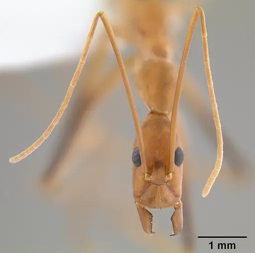 Leptomyrmex cnemidatus - CASENT0012219
