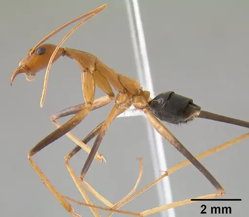 Leptomyrmex cnemidatus - CASENT0012219
