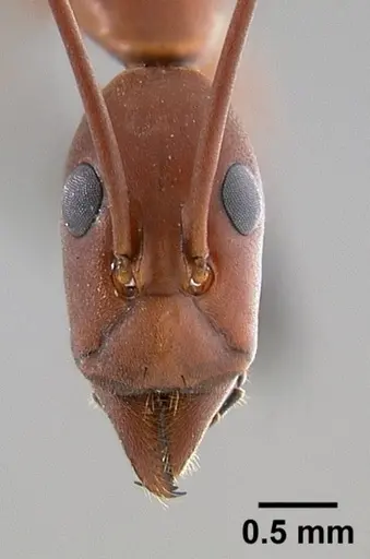 Leptomyrmex cnemidatus - CASENT0127094