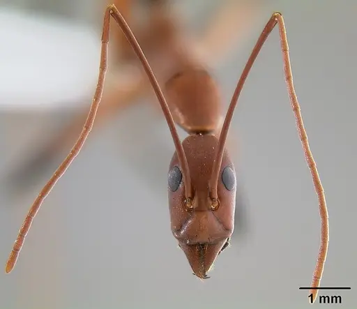 Leptomyrmex cnemidatus - CASENT0127094