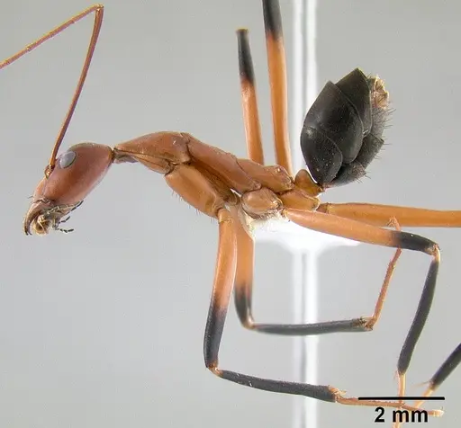 Leptomyrmex cnemidatus - CASENT0127094