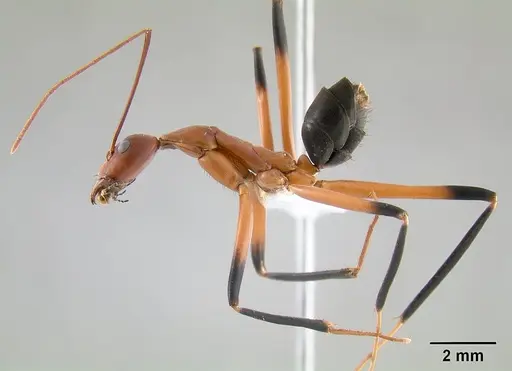 Leptomyrmex cnemidatus - CASENT0127094