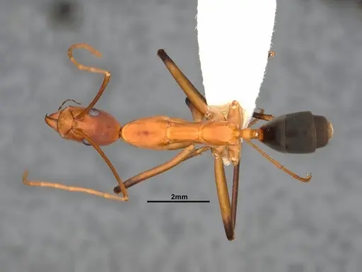 Leptomyrmex cnemidatus - CASENT0127101