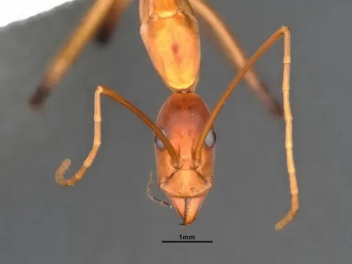 Leptomyrmex cnemidatus - CASENT0127101