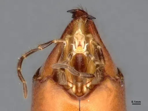 Leptomyrmex cnemidatus - CASENT0127101