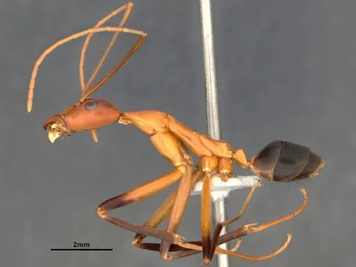 Leptomyrmex cnemidatus - CASENT0127101