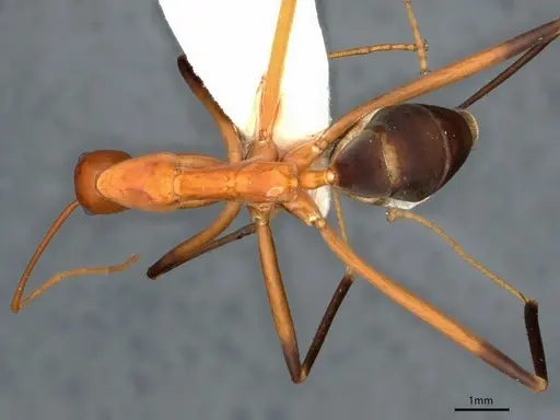 Leptomyrmex cnemidatus - CASENT0841233