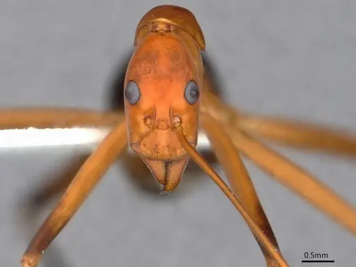 Leptomyrmex cnemidatus - CASENT0841233