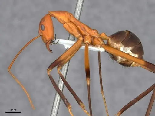 Leptomyrmex cnemidatus - CASENT0841233