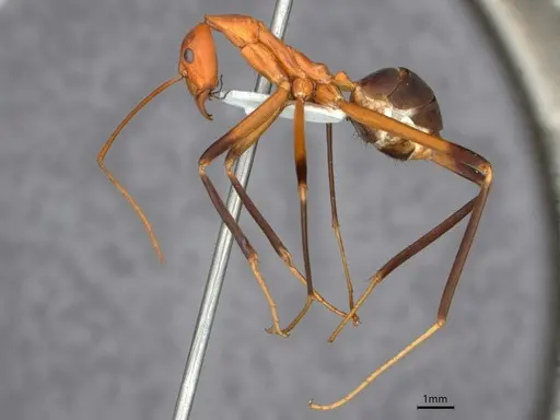 Leptomyrmex cnemidatus - CASENT0841233