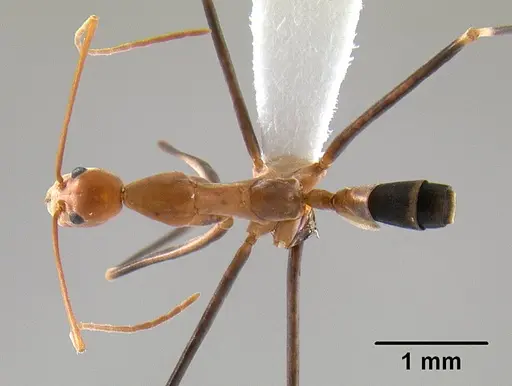 Leptomyrmex darlingtoni specimen