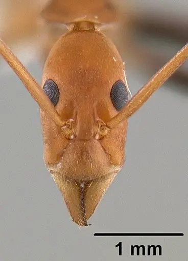 Leptomyrmex darlingtoni specimen