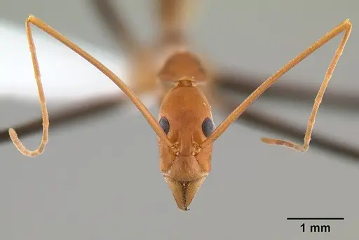 Leptomyrmex darlingtoni specimen