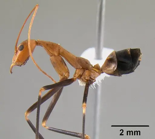 Leptomyrmex darlingtoni - CASENT0012024