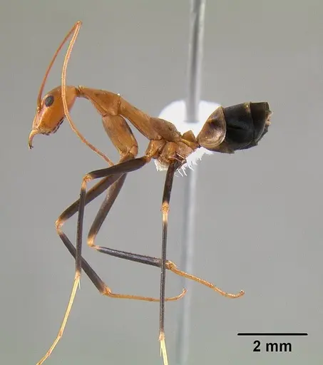 Leptomyrmex darlingtoni - CASENT0012024