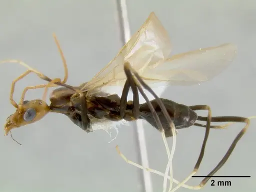 Leptomyrmex darlingtoni - CASENT0012029