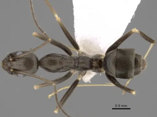 Leptomyrmex dolichoscapus specimen