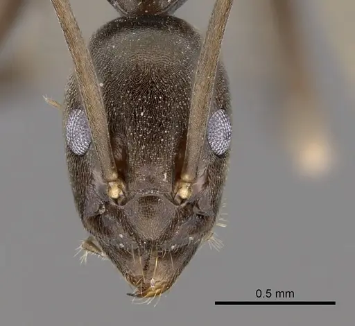 Leptomyrmex dolichoscapus specimen