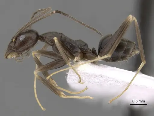 Leptomyrmex dolichoscapus specimen