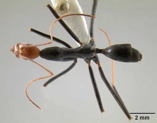 Leptomyrmex erythrocephalus specimen