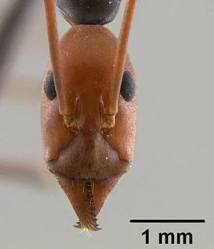 Leptomyrmex erythrocephalus specimen