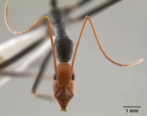 Leptomyrmex erythrocephalus specimen