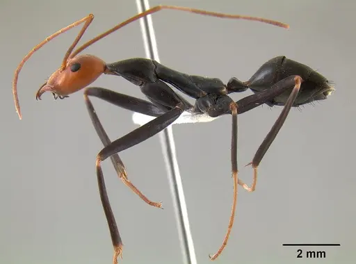 Leptomyrmex erythrocephalus - CASENT0011746