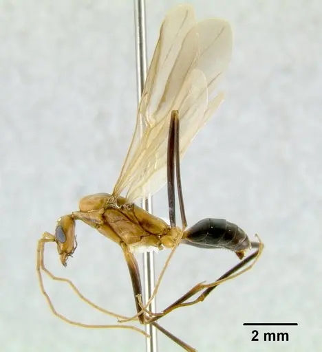 Leptomyrmex erythrocephalus - CASENT0011765