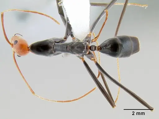 Leptomyrmex erythrocephalus - CASENT0106077