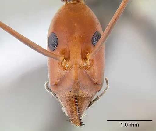 Leptomyrmex erythrocephalus - CASENT0106077