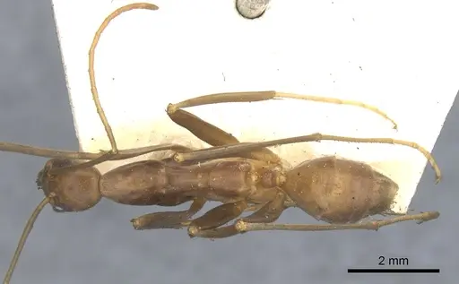 Leptomyrmex erythrocephalus - CASENT0902940