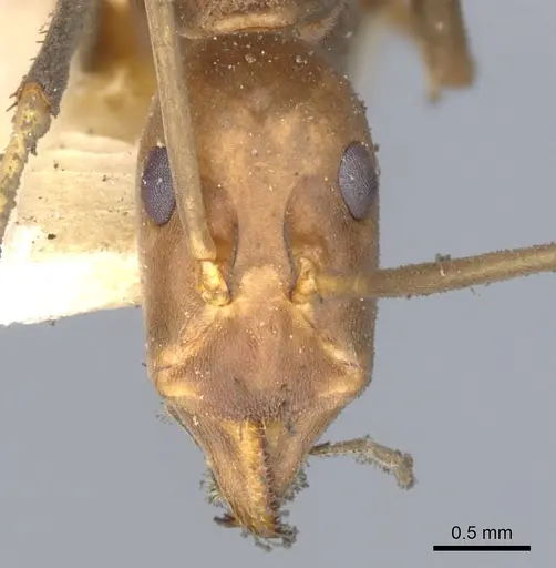 Leptomyrmex erythrocephalus - CASENT0902940