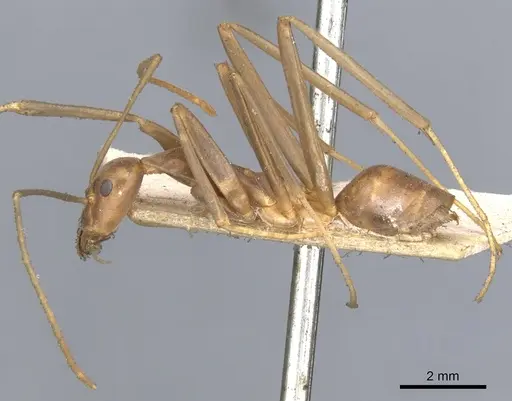 Leptomyrmex erythrocephalus - CASENT0902940