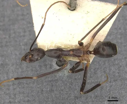 Leptomyrmex erythrocephalus - CASENT0909492