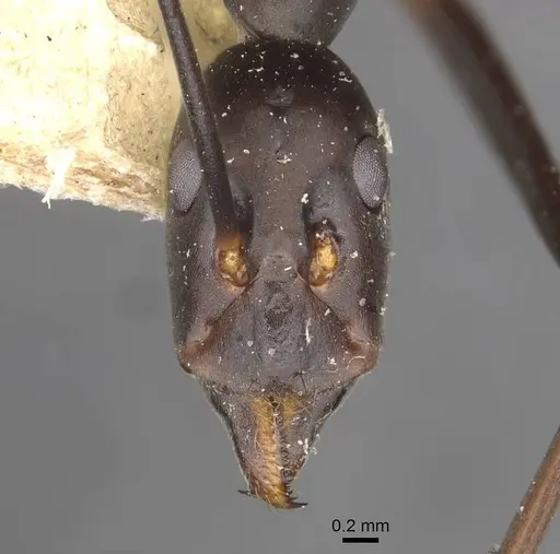 Leptomyrmex erythrocephalus - CASENT0909492