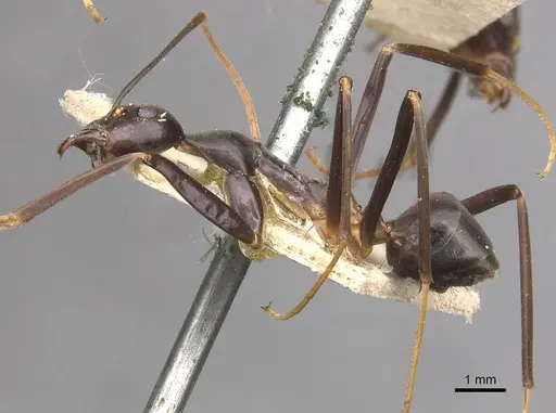 Leptomyrmex erythrocephalus - CASENT0909492