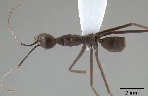 Leptomyrmex flavitarsus specimen