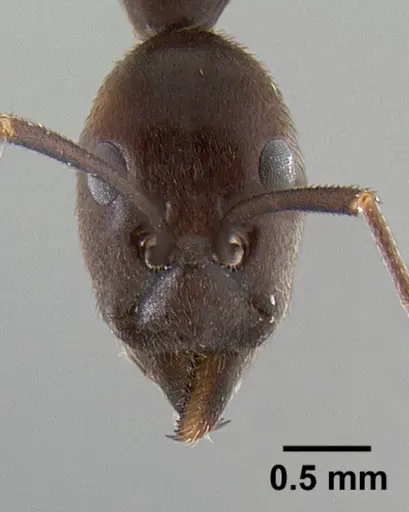 Leptomyrmex flavitarsus specimen
